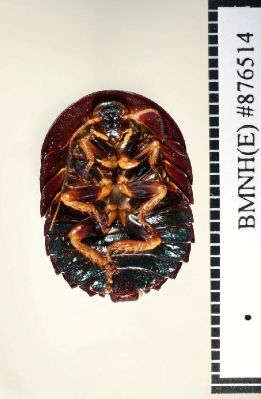 Pseudoglomeris magnifica Shelford, 1907 - Pseudoglomeris magnifica Shelford, 1907, female, syntype, ventral. Photographer: Aging Wang. BMNH(E)#876514