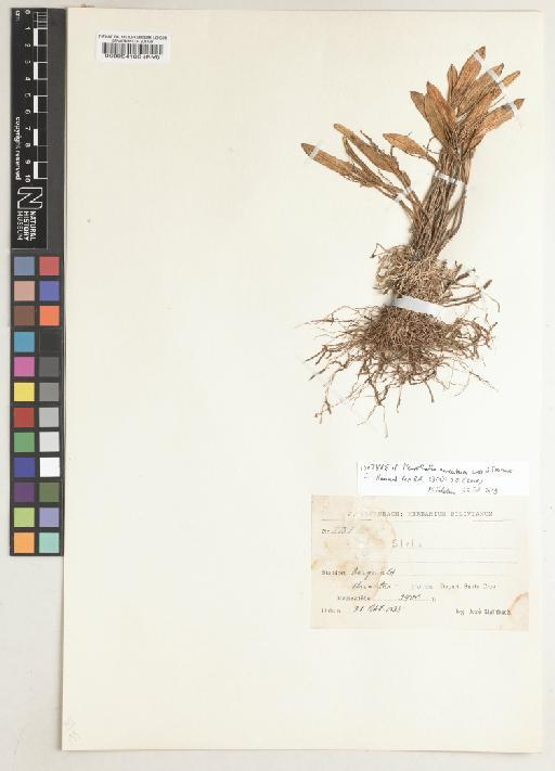 Pleurothallis amentacea Luer & Toscano - BM000084168