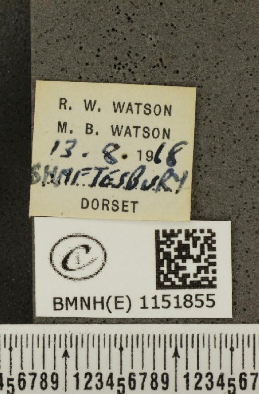 Lysandra coridon ab. antidiscoidalisnulla Bright & Leeds, 1938 - BMNHE_1151855_label_102901