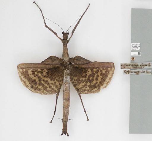 Phasma gigas (Linnaeus, 1758) - 012497281_73752_94075