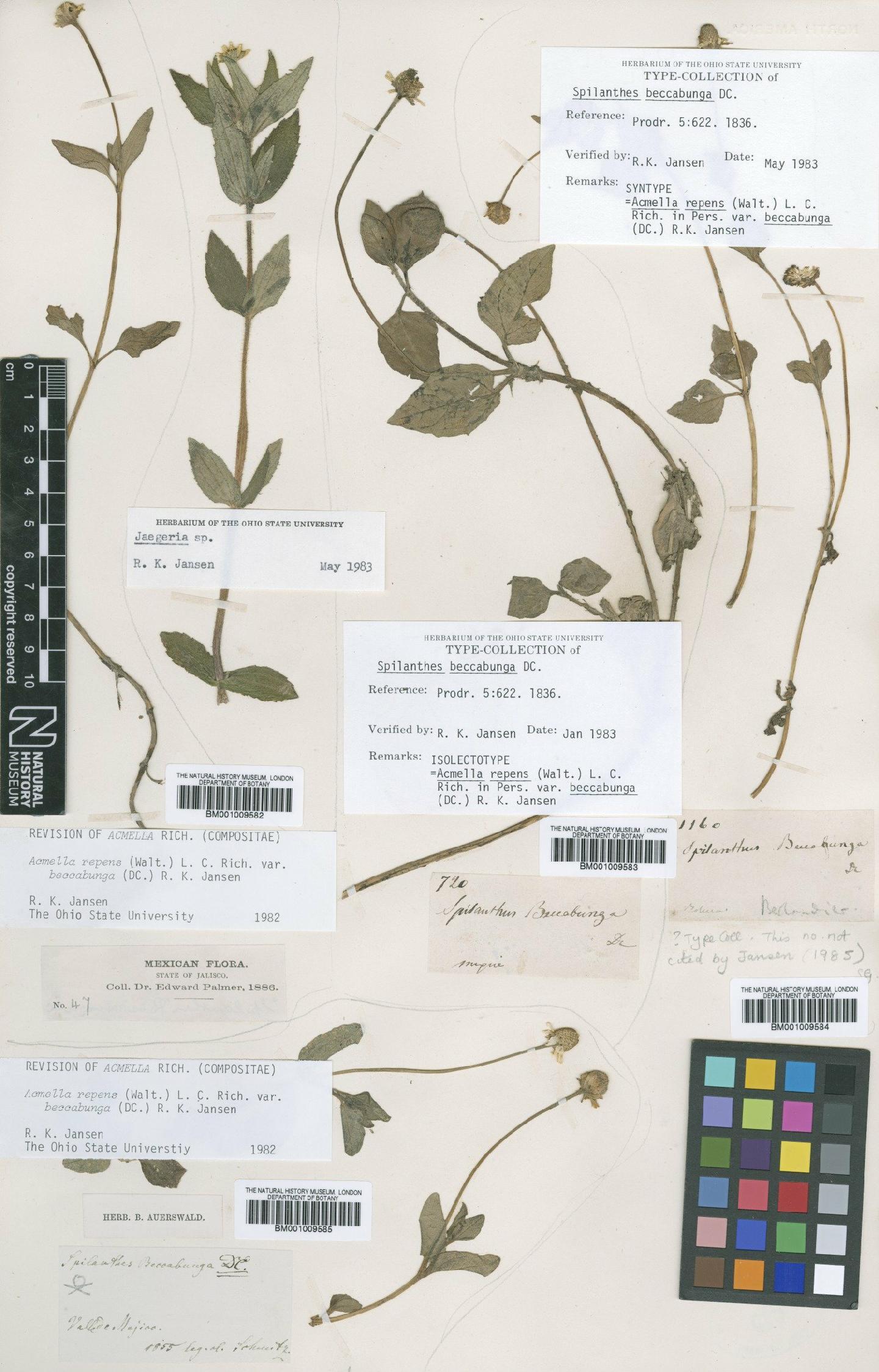 To NHMUK collection (Acmella oppositifolia (Lam.) Jansen; Isolectotype; NHMUK:ecatalogue:616288)