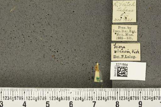 Megatrioza vitiensis Kirkaldy, 1907 - BMNHE_1271564_7646