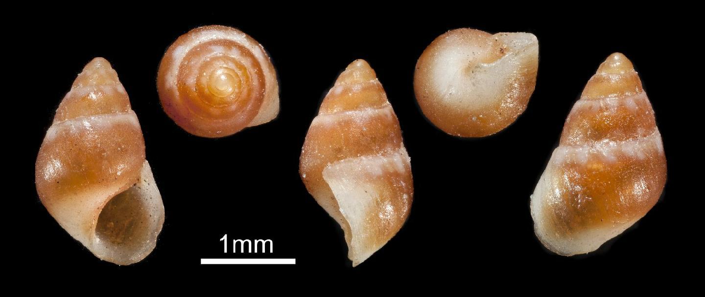 To NHMUK collection (Barleeia congenita Smith, 1890; SYNTYPE(S); NHMUK:ecatalogue:3161030)