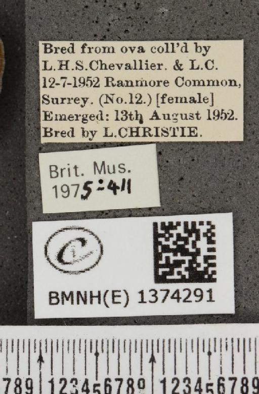 Lampides boeticus (Linnaeus, 1767) - BMNHE_1374291_label_167633