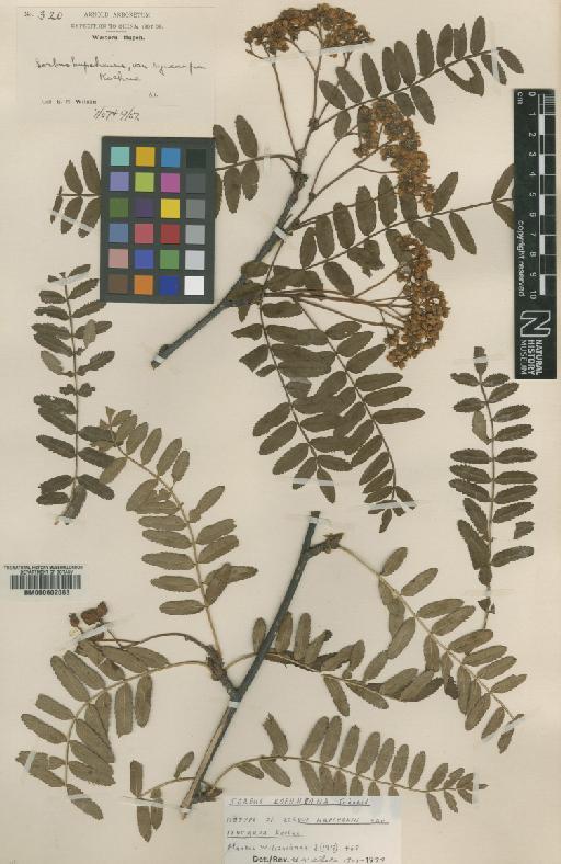 Sorbus koehneana C.K.Schneid. - BM000602083