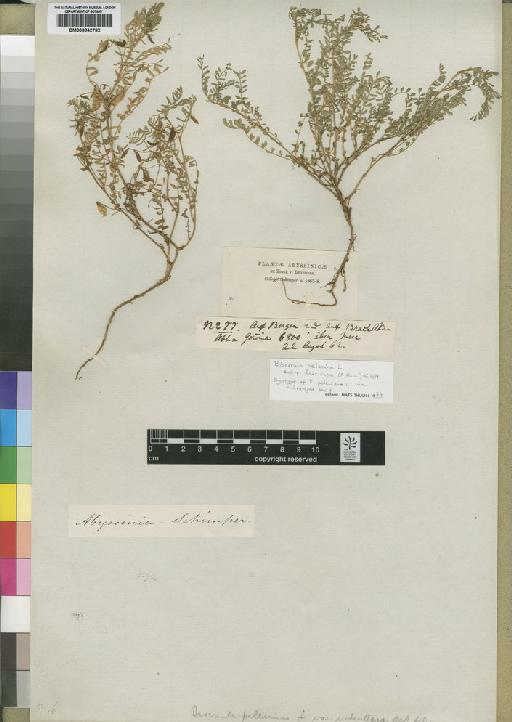 Biserrula pelecina subsp. leiocarpa (A.Rich.) Gillett - BM000842792