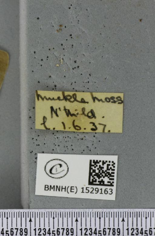 Macrothylacia rubi (Linnaeus, 1758) - BMNHE_1529163_label_196658