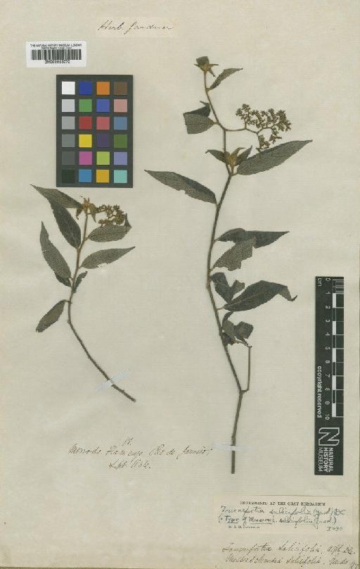 Tournefortia salicifolia (Gardner) DC. - BM000953072