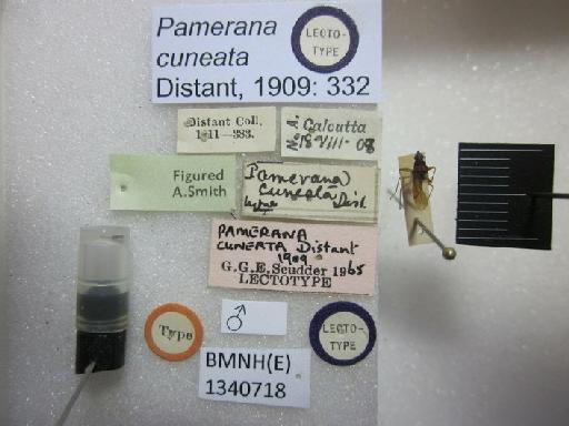 Pamerana cuneata Distant - Pamerana cuneata-BMNH(E)13400718-Lectotype male_Labels