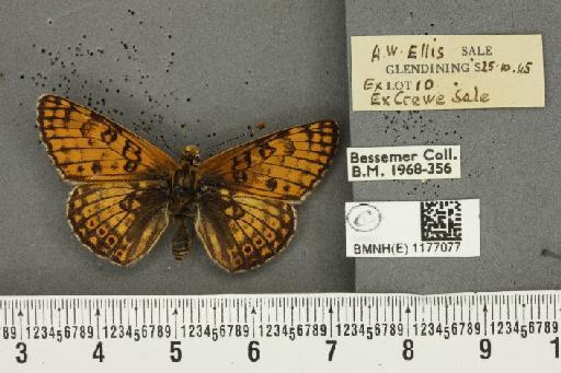 Melitaea cinxia ab. deficiens Cabeau, 1922 - BMNHE_1177077_49073