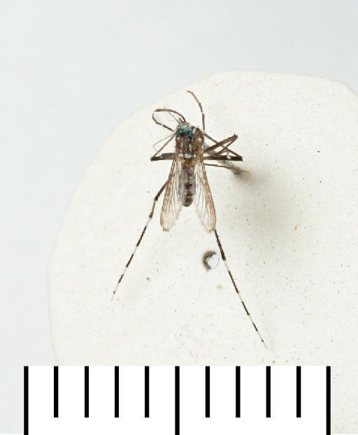 Aedes unilineatus Theobald - 22b