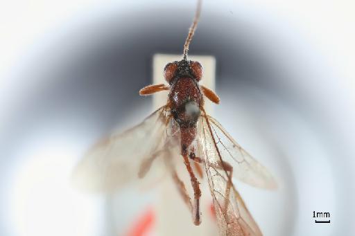 Odontagrypon carinifrons Cameron, P., 1906 - 015213394_Odontagrypon carinifrons_dorsal