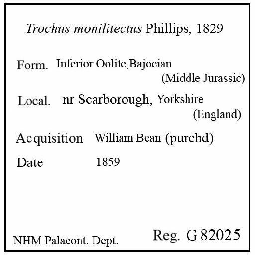 Trochus monilitectus Phillips, 1829 - G 82025. Trochus monilitectus (label)