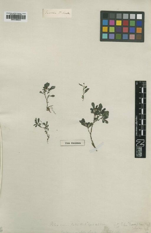 Urtica crenulata Sw. - BM000993356