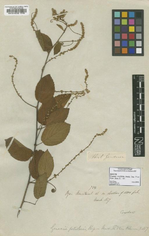 Gouania corylifolia Raddi - BM000544262