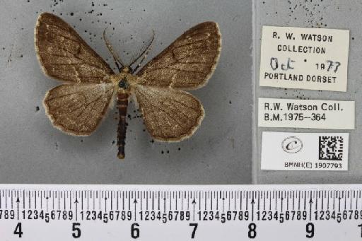 Peribatodes rhomboidaria (Denis & Schiffermüller, 1775) - BMNHE_1907793_470741