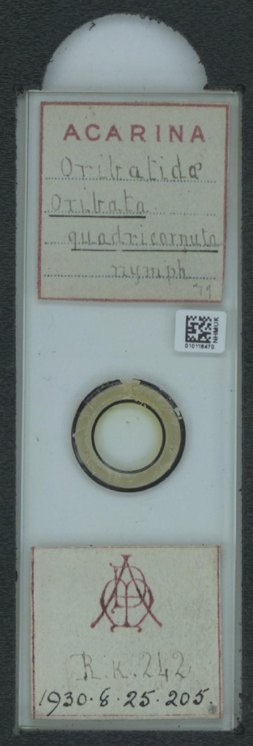 Oribata quadricornuta A.D. Michael, 1880 - 010118470_128141_1585906