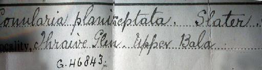 Conularia planiseptata Slater, 1907 - CL 151. Conularia planiseptata (label)