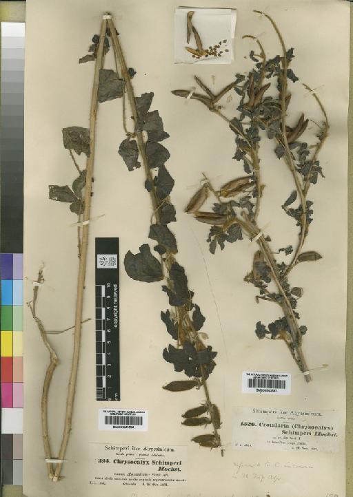 Crotalaria inacana subsp. purpurascens (Lam.) Milne-Redh. - BM000843593