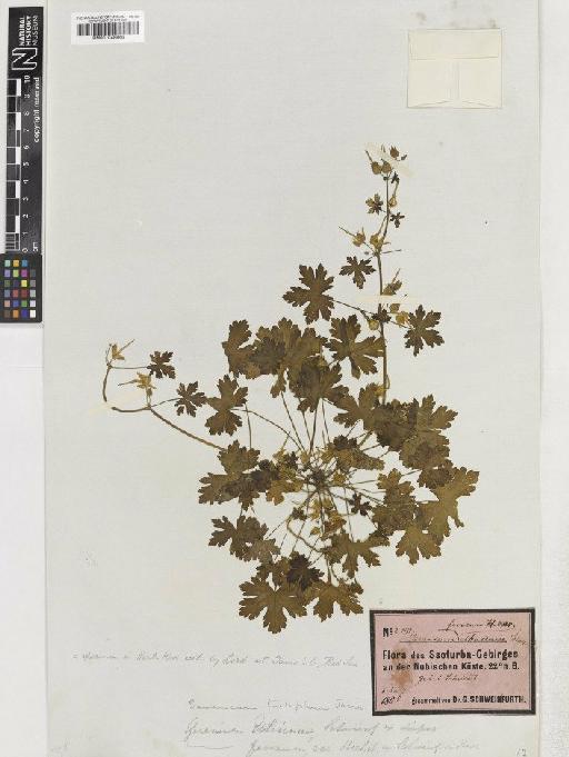 Geranium yemense Deflers - BM001048848