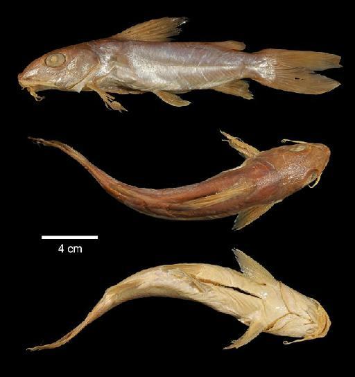 Chrysichthys filamentosus Boulenger, 1912 - 1912.4.1.445-6b; Chrysichthys filamenstosus; type; ACSI Project image