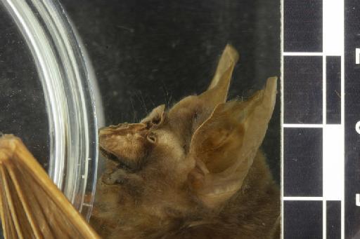 Hipposideros ridleyi Robinson and Kloss,  1911 - 1961_329-Hipposideros_ridleyi-Type-Noseleaf-lateral