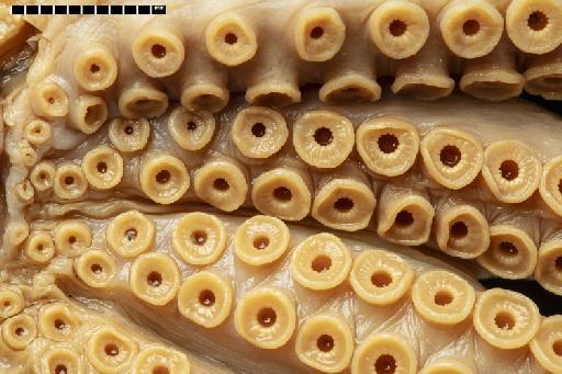 Muusoctopus bizikovi Gleadall et al., 2010 - 20090279, HOLOTYPE, Muusoctopus bizikovi Gleadall et al., 2010 e