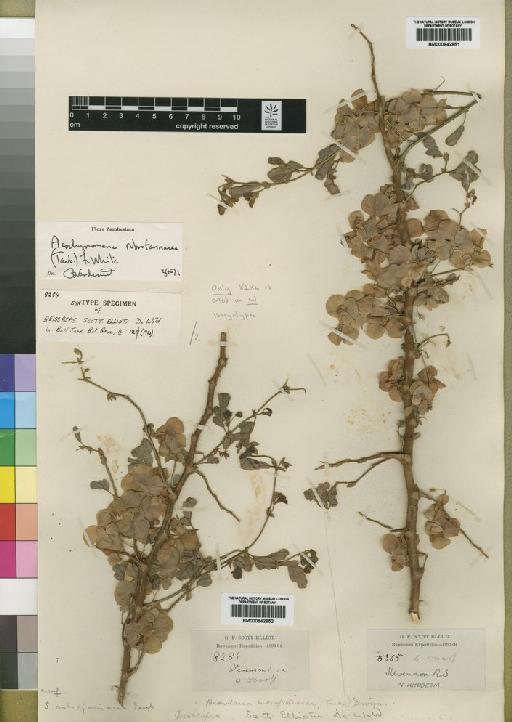 Aeschynomene rubrofarinacea (Taub.) White - BM000842851