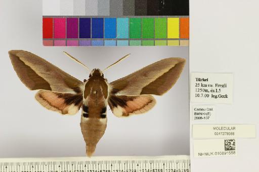 Hyles siehei (Püngeler, 1903) - NHMUK010891558_Hyles_siehei_dorsal_and_labels.JPG