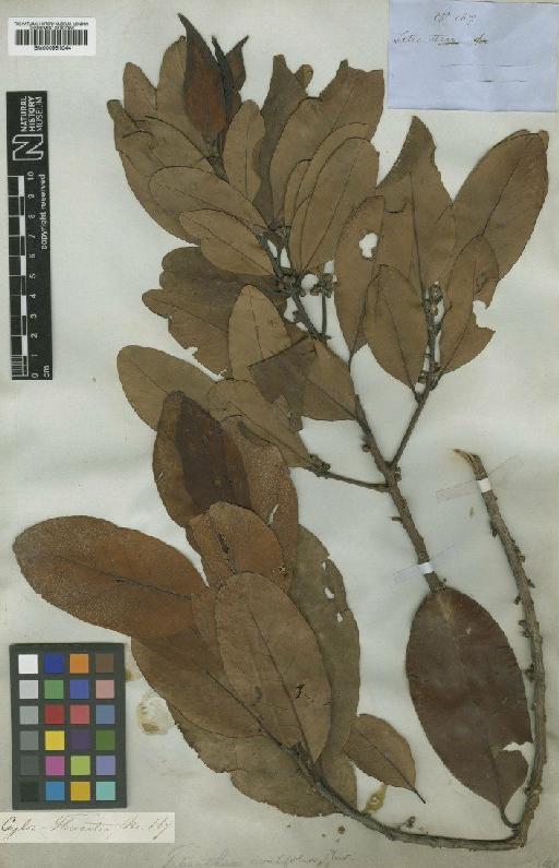 Litsea ovalifolia Trimen - BM000951044