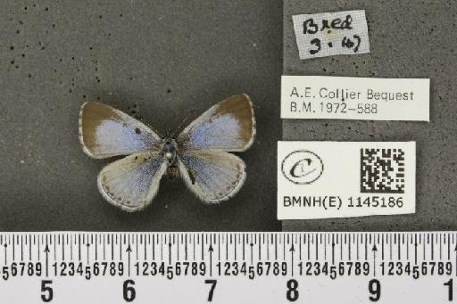 Celastrina argiolus britanna ab. minor Tutt, 1908 - BMNHE_1145186_111283