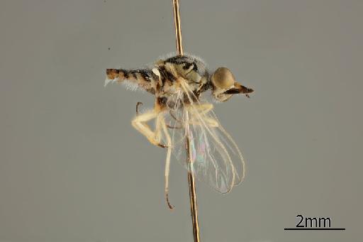 Heterotropus griseus Greathead, 1967 - 010628979_Heterotropus_griseus_Lateral_habitus_Holotype