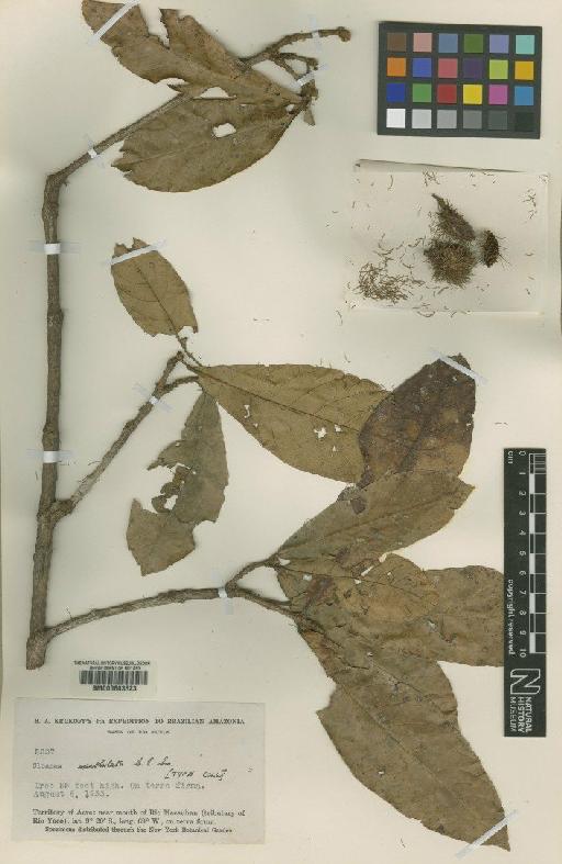 Sloanea spathulata C.E.Sm. - BM000603323