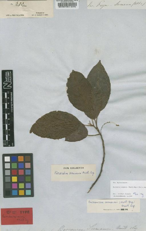 Baccaurea seemannii (Müll.Arg.) Müll.Arg. - BM000031253