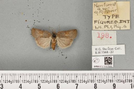 Nycteola revayana ab. obsoleta Sheldon, 1919 - BMNHE_1697530_294500