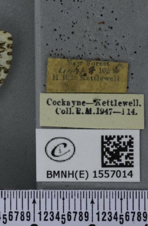 Lymantria monacha (Linnaeus, 1758) - BMNHE_1557014_label_251757