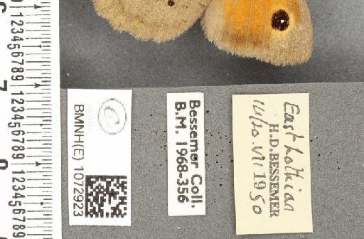 Maniola jurtina insularis ab. infra-impunctata Lempke, 1950 - BMNHE_1072923_label_39679