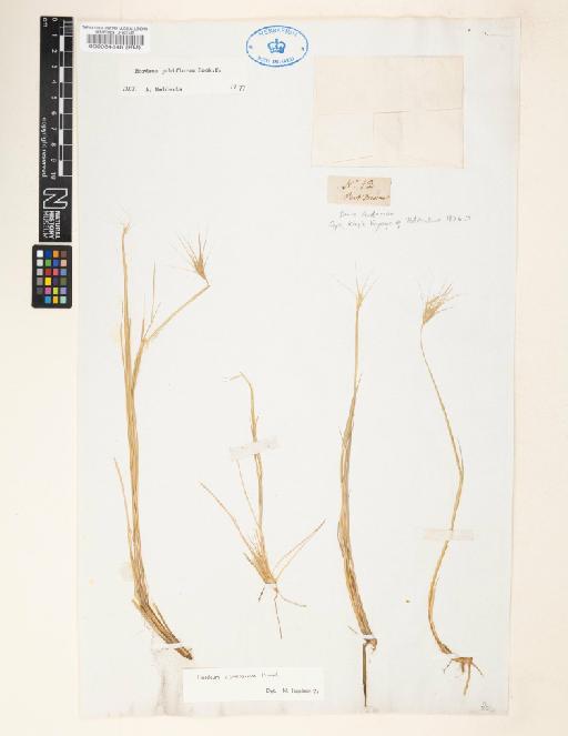 Hordeum comosum J.Presl - 000084846