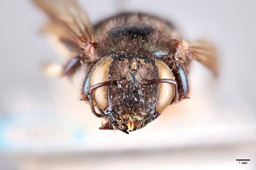 Xylocopa varians Smith, F., 1874 - 014022420-2x