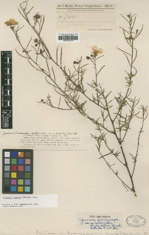 Ludwigia lagunae (Morong) H.Hara - BM000957919