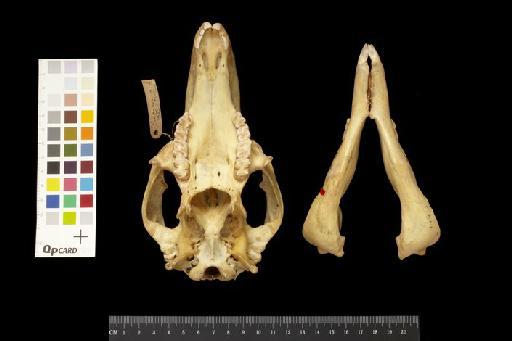 Macropus robustus woodwardi Thomas, 1901 - 1900.6.1.1_Skull_Ventral