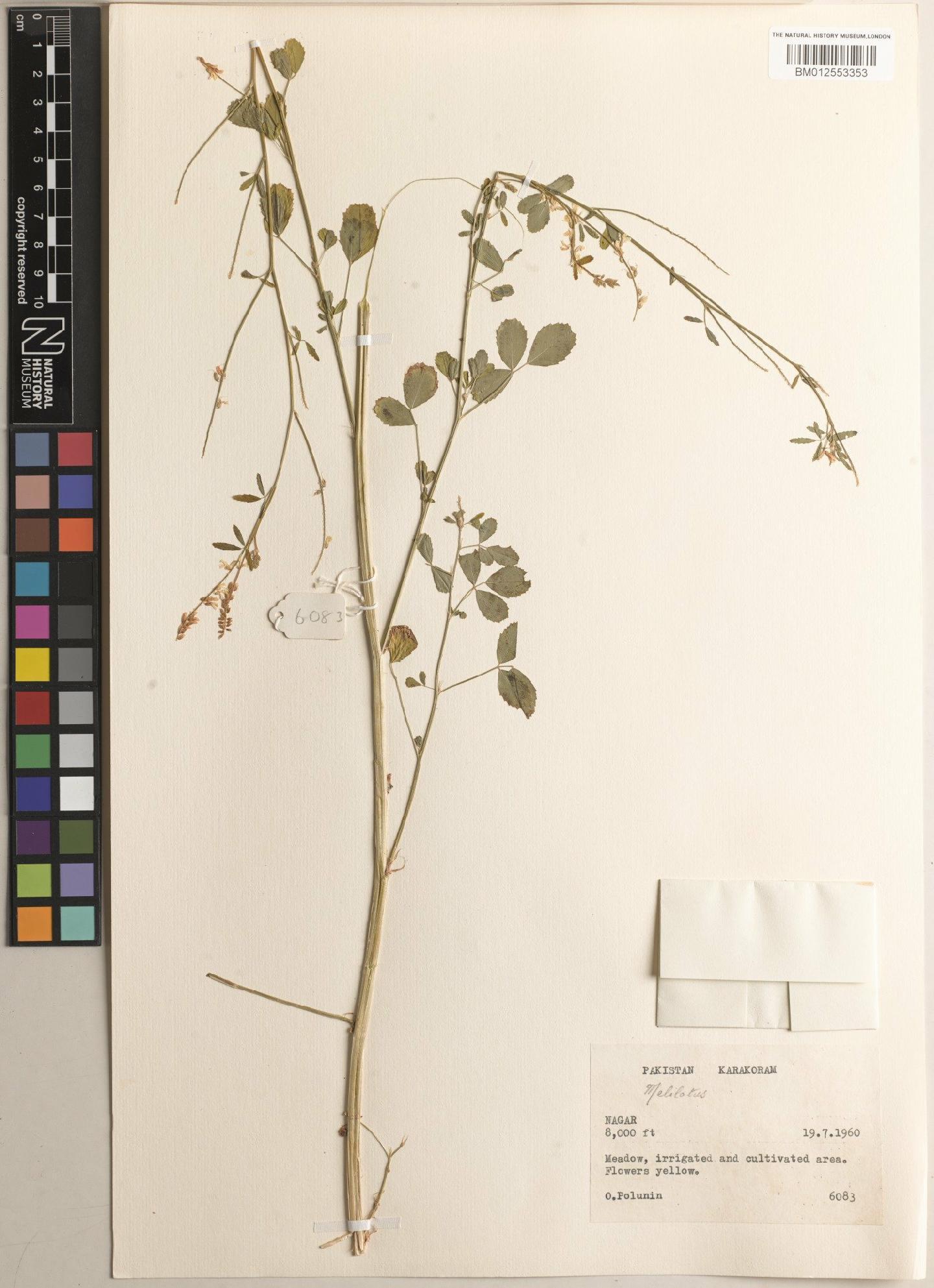 To NHMUK collection (Melilotus Mill; NHMUK:ecatalogue:9193035)