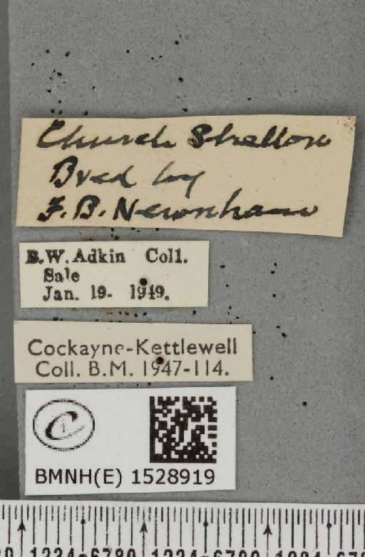 Phyllodesma ilicifolia ab. rufescens Tutt, 1902 - BMNHE_1528919_label_198280