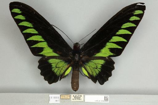 Trogonoptera brookiana albescens (Rothschild, 1895) - 013605664__599275