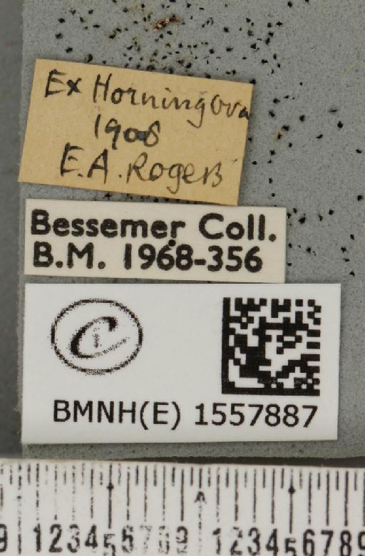 Orgyia recens (Hübner, 1819) - BMNHE_1557887_label_257053