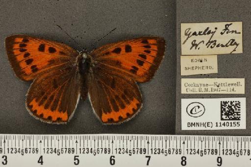 Lycaena (Rapsidia) dispar (Haworth, 1802) - BMNHE_1140155_91695