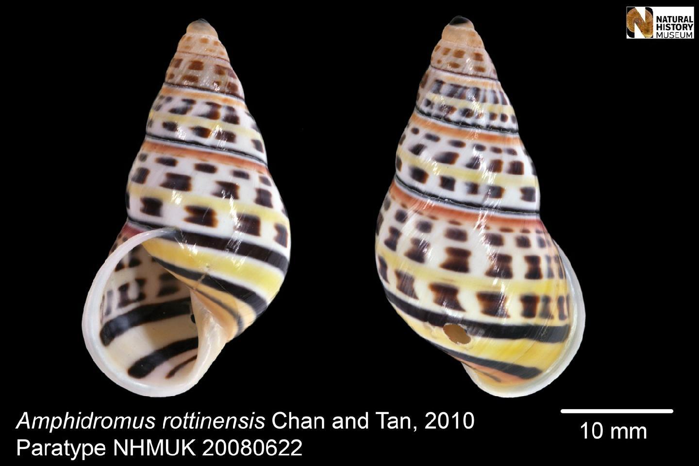 To NHMUK collection (Amphidromus (Syndromus) rottiensis Chan & Tan, 2010; HOLOTYPE; NHMUK:ecatalogue:437810)