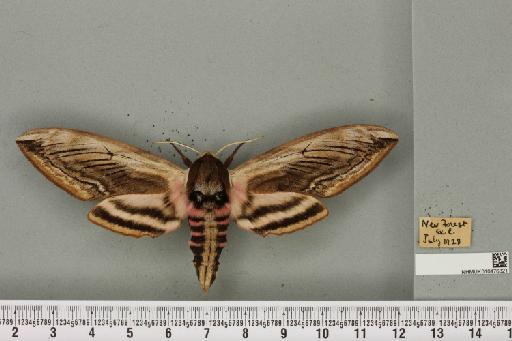 Sphinx ligustri Linnaeus, 1758 - NHMUK_010476321_534030