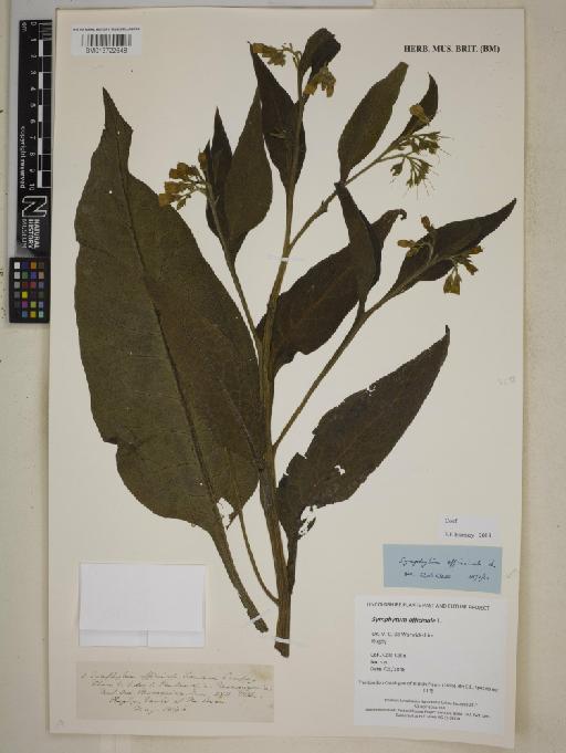 Symphytum officinale L. - BM013722648