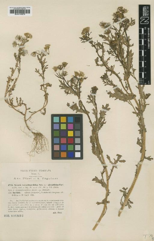 Senecio leucanthemifolius Poir. - BM001042979